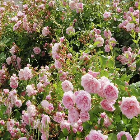 Cozy Couple S Retreat